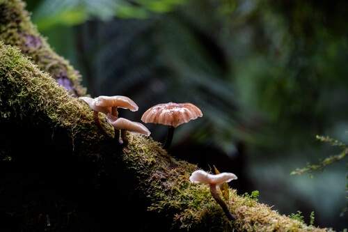 Sademetsän sieni