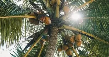 Kookospähkinöitä puussa